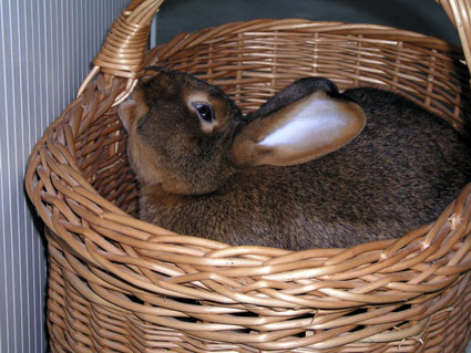 In a Basket