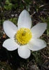 Blumenkarten