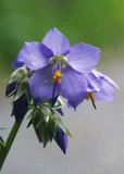Blaue Blume
