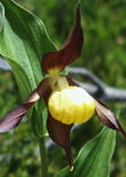 Glockenblumen