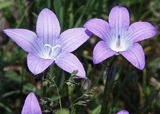 Alpenrose