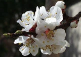Aprikose
