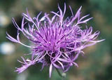 Flockenblume