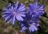 Wegwarte