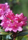 Alpenrose