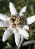 Edelweiss