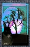 Undine