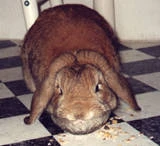 Mampfen