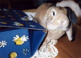 Päckli