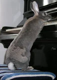Wiesia Bun Peethoven