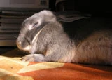 Sonnenkaninchen