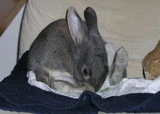 Putzen