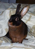 Zosia im Bett