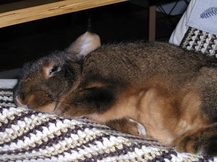 Kleines Nickerchen