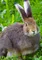 Hase
