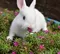 Miniature Lops