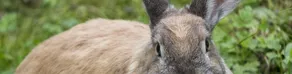 Rabbit News