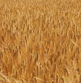 Kaninchen-Net Home