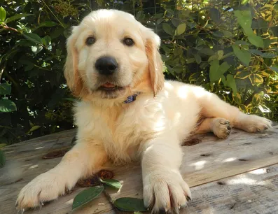 Bonnie