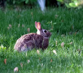 Bun-Bun