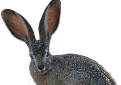 Benny