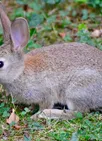 Rabbit News
