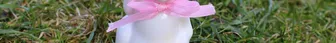 Der Hase und der Hirsch