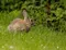 The Rabbitcastle