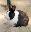 Zosia, das adlige Kaninchen