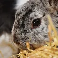 Die Web Rabbit Society