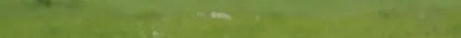Kaninchen und Frosch in Gesellschaft
