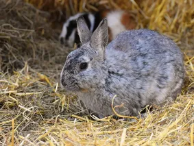 Merlin, Moppel and Miffi