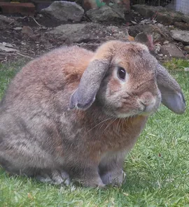 Bubu