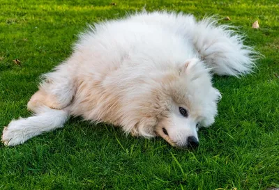 Sammy