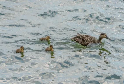 Duckling