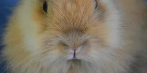 Hopping Rabbit Award