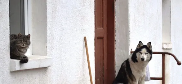 Freccia und Maya
