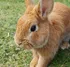 Stolzes Kaninchen