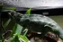 Grauer Panther