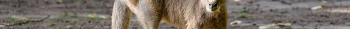 Wie die Tiere zu ihren Schwänzen kamen