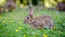 Hund und Kaninchen