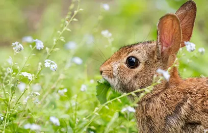 Rabbit Kiss