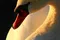 Schwan