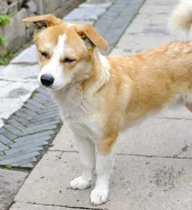 Bubu