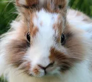 Miniature Lops