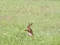 Speedy