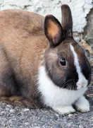 Rabbit News, Ausgabe 1