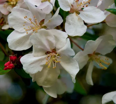 Apple Flowers