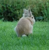 Rabbit News