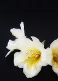 Apfelast